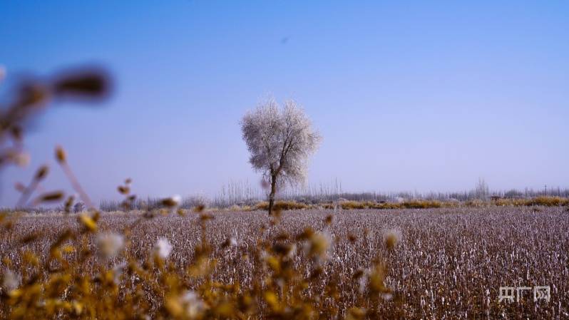 树木|塔克拉玛干沙漠腹地现银装 雾凇景观美如画