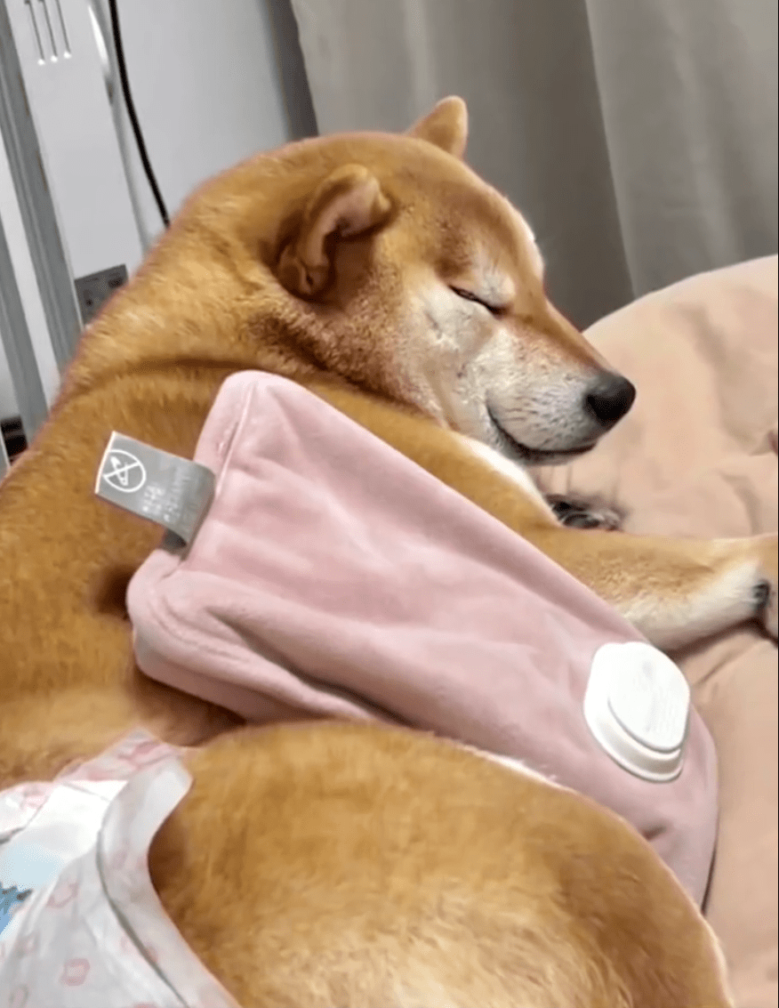 狗狗来 大姨妈 也会姨妈痛吗 呜呜呜呜呜这表现也太真实了 生理 时期 闺女