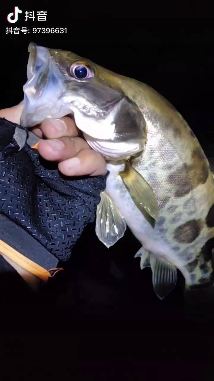 路亚野钓 户外钓鱼 路亚鳜鱼 鳜鱼 钓鱼人_路亚_鳜鱼_钓鱼人