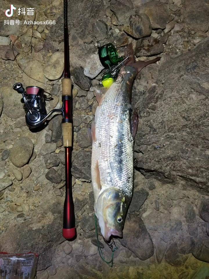 路亚绍兴路亚三斤大红尾拉力nice