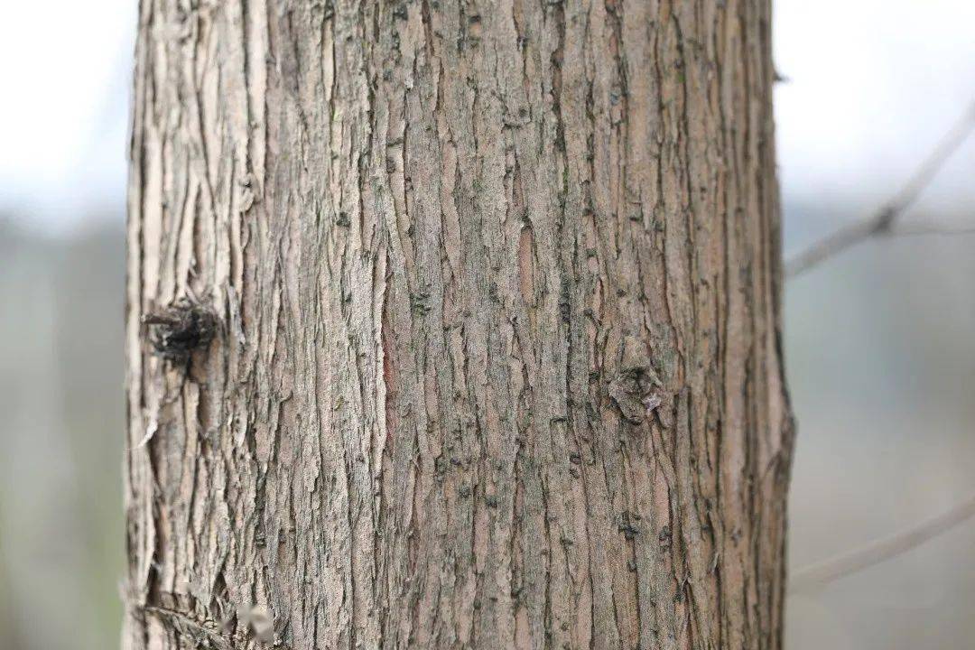 观察一棵树-水杉(7)_皮孔_蜾蠃_树皮