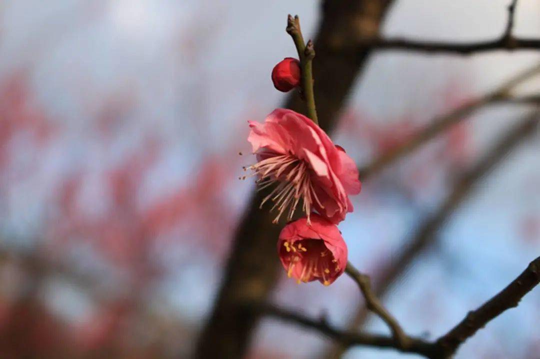 镇海永旺村梅花图片