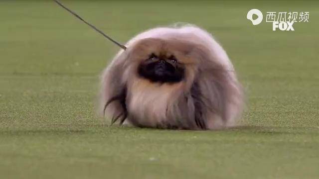 2021西敏寺犬展全场总冠军北京犬wasabi犬展北京