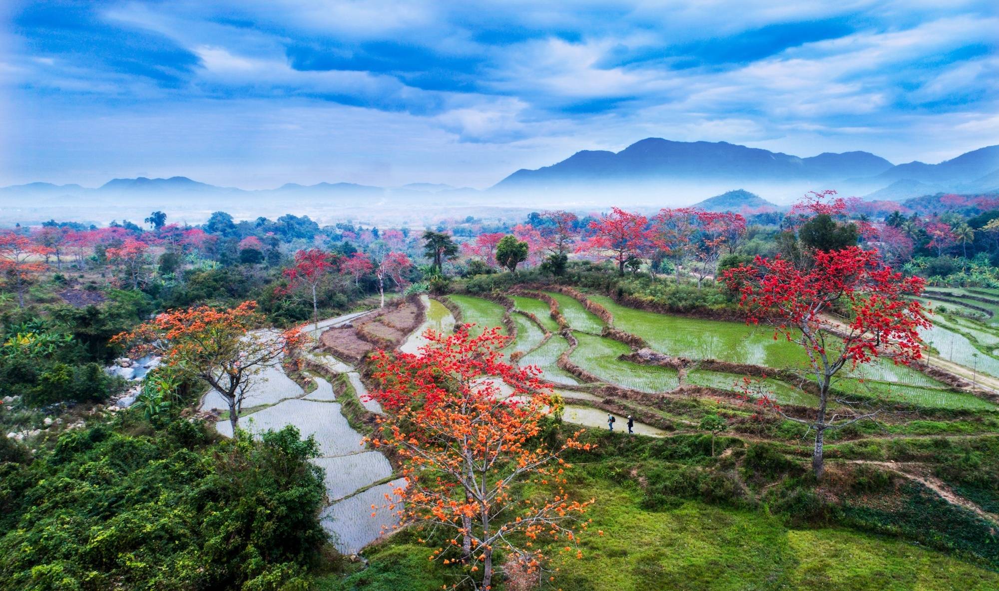 非法|【组图】海南昌江：木棉花开迎春来