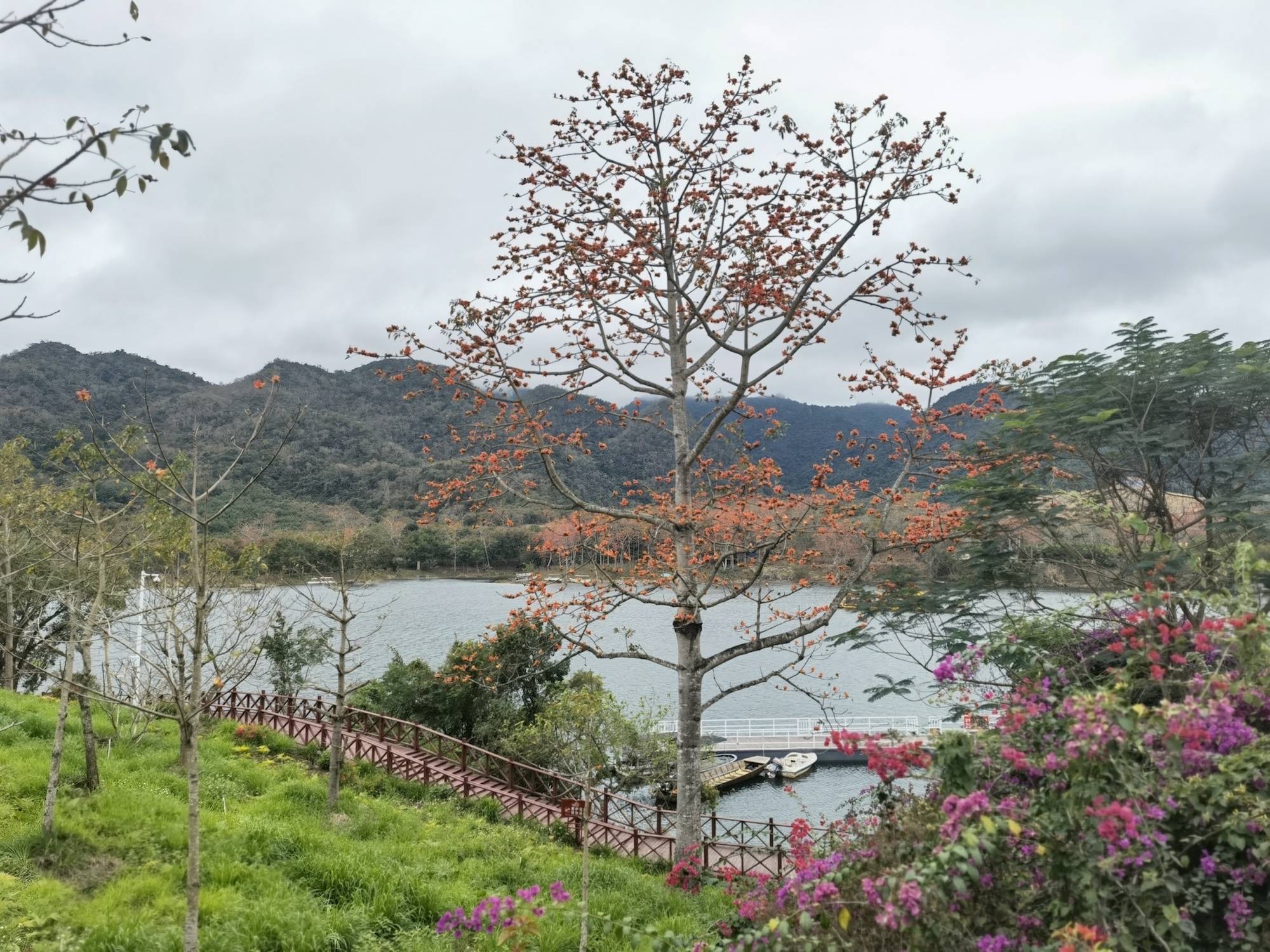 非法|【组图】海南昌江：木棉花开迎春来