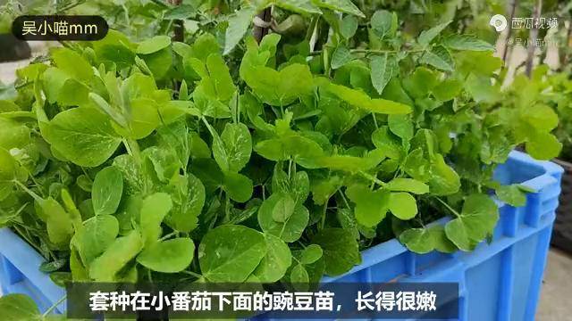 豌豆套种图片