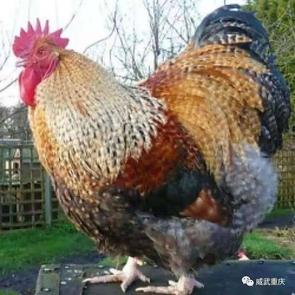 重庆巨型鸡,重达150 斤,你敢吃吗?_cqwsh_公鸡_市民