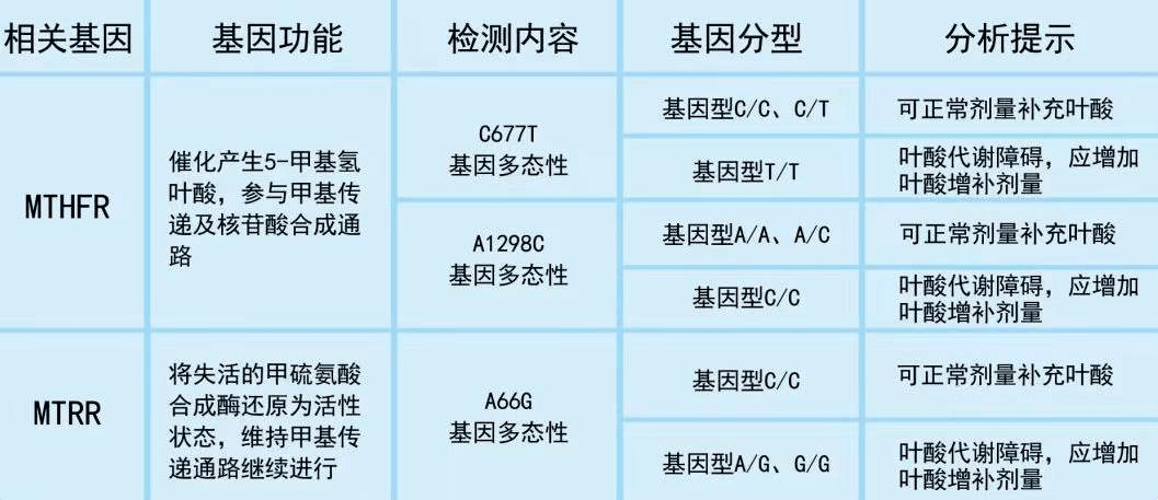 叶酸检查报告单图片图片