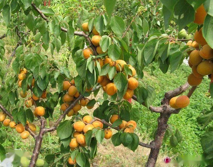 计划到2025年经济林种植面积达65亿亩