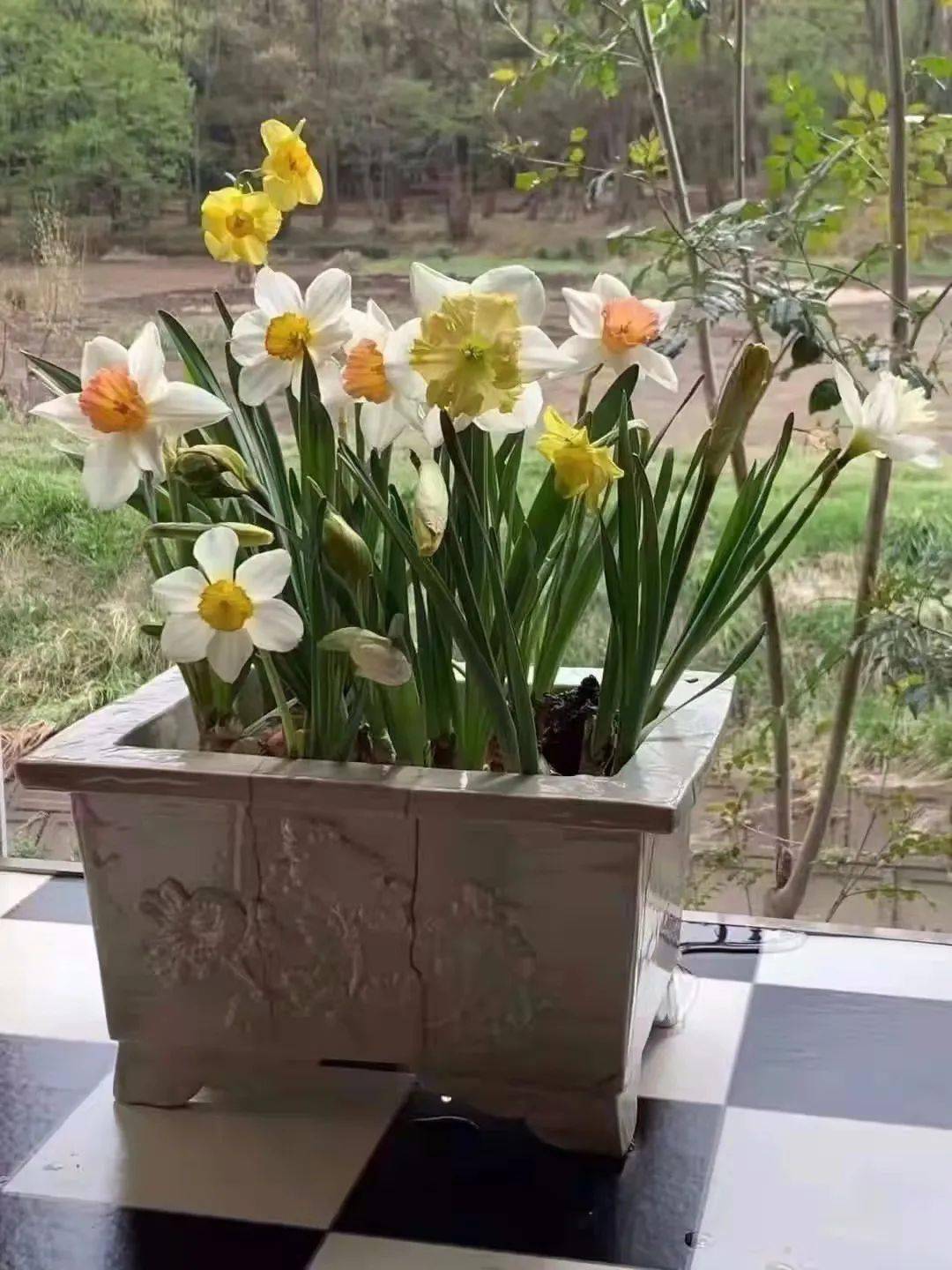 美丽的球根花卉▎转转会女主人日记