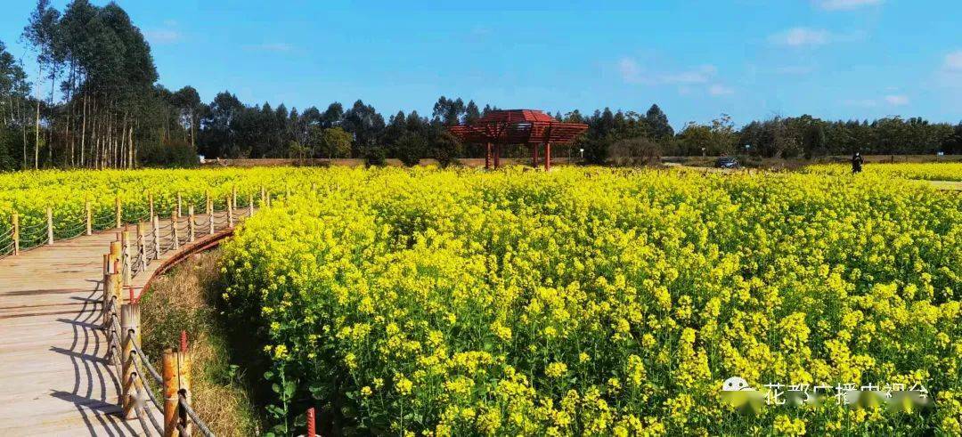 赤坭蓝田村油菜花图片