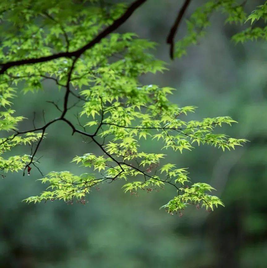 春来了 王春霞_文苑_岭南_花入掌