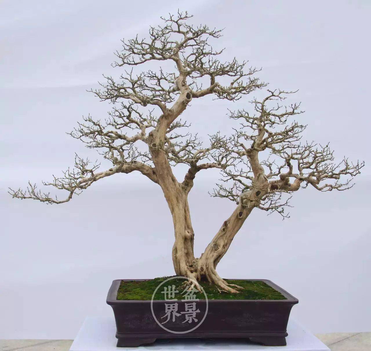 情人树_今天情人节_作品_cm