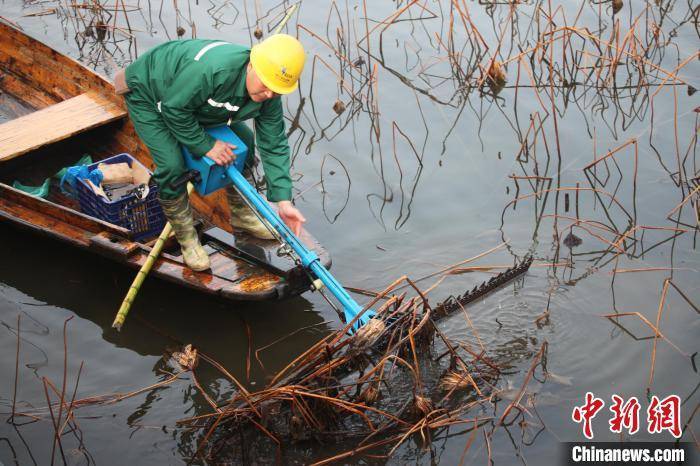 杭州西湖残荷开始收割清理 150亩荷花4月可见小荷尖角