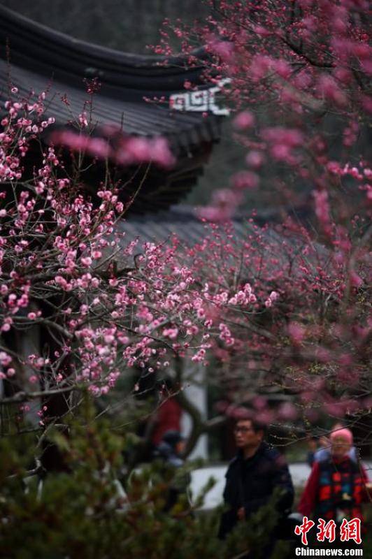 市民|南京梅花绽放展露春色