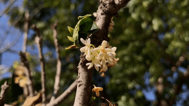 春意渐浓正月桂花香飘攀枝花