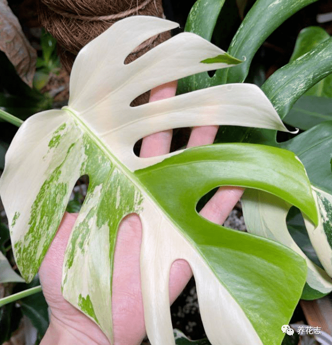 龟背竹怎么养又大又高 e11d012aac2c4586b5ce5ae9d41a67d5.png