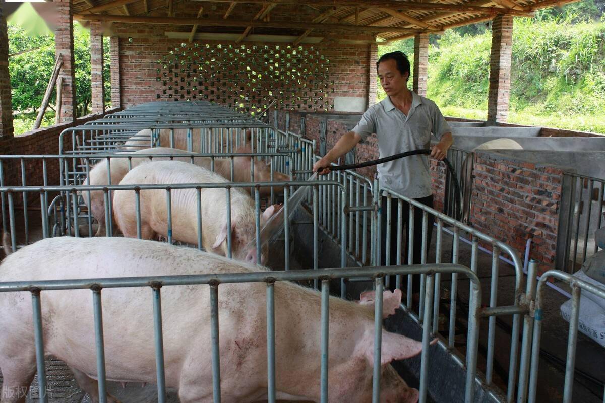 2022年农村养殖业有新规涉及农民养殖户利益猪牛羊鸡都在其中