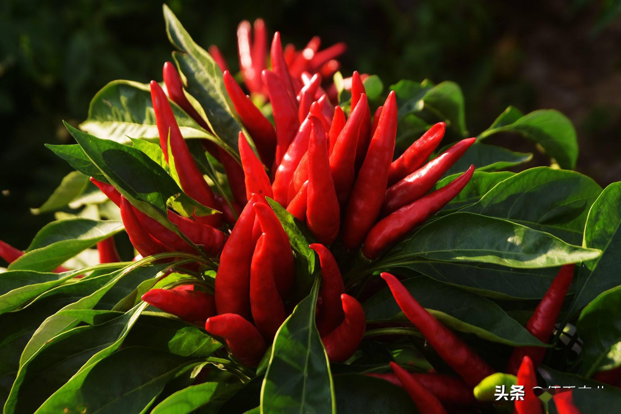 春节过后小辣椒出彩好行情遇到种植补贴种植户双喜临门