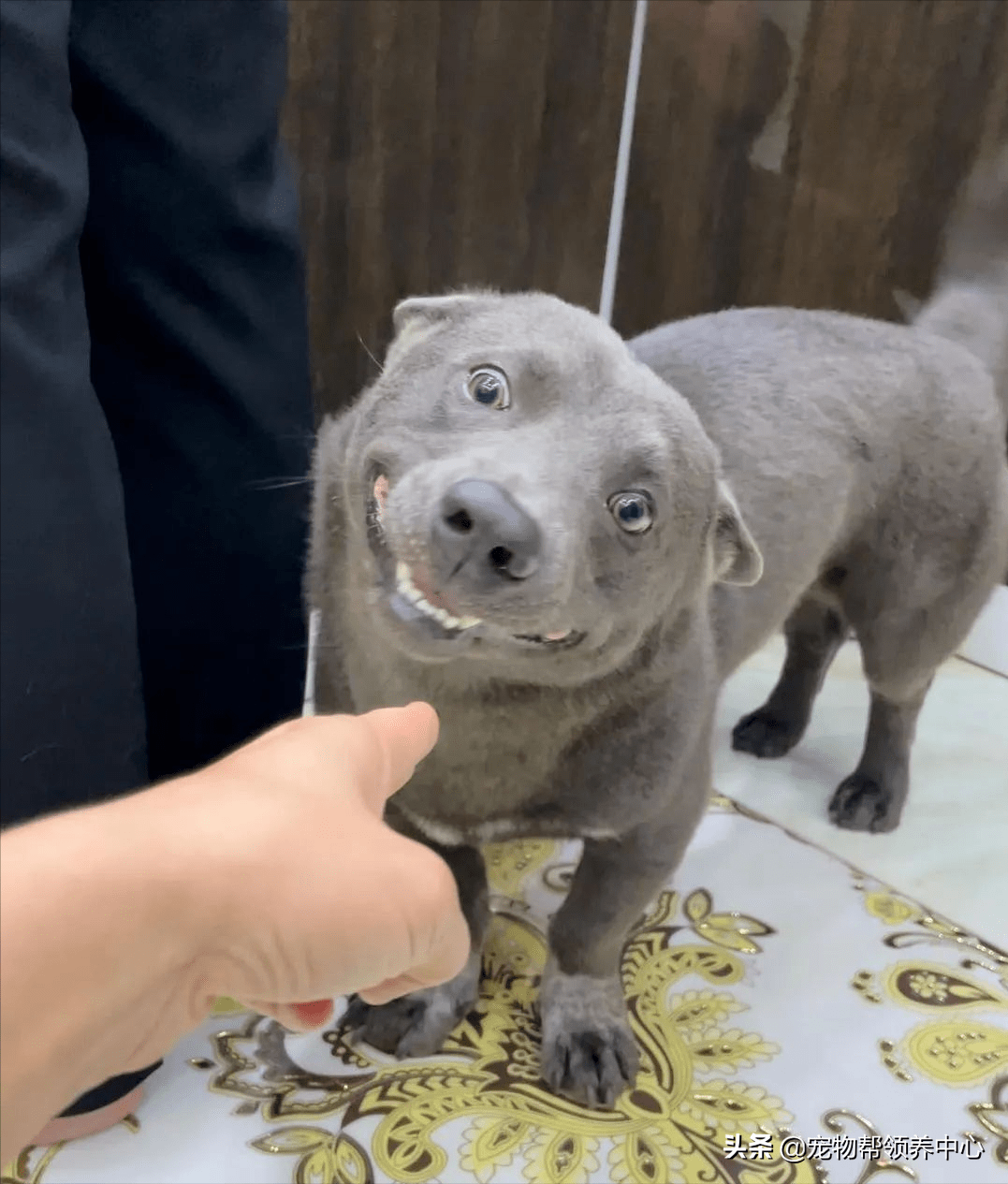 那只天生自带"欠揍表情包"的蓝狗长大了,看到它依然想打它_dui_tun