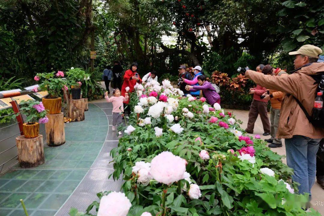 元宵节牡丹花展精彩继续