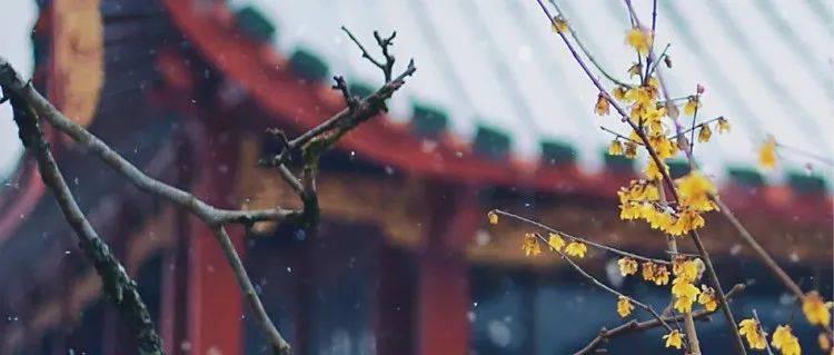 赏梅还去林阳寺?福州这个古刹红梅已火!_雪峰_山门_红墙