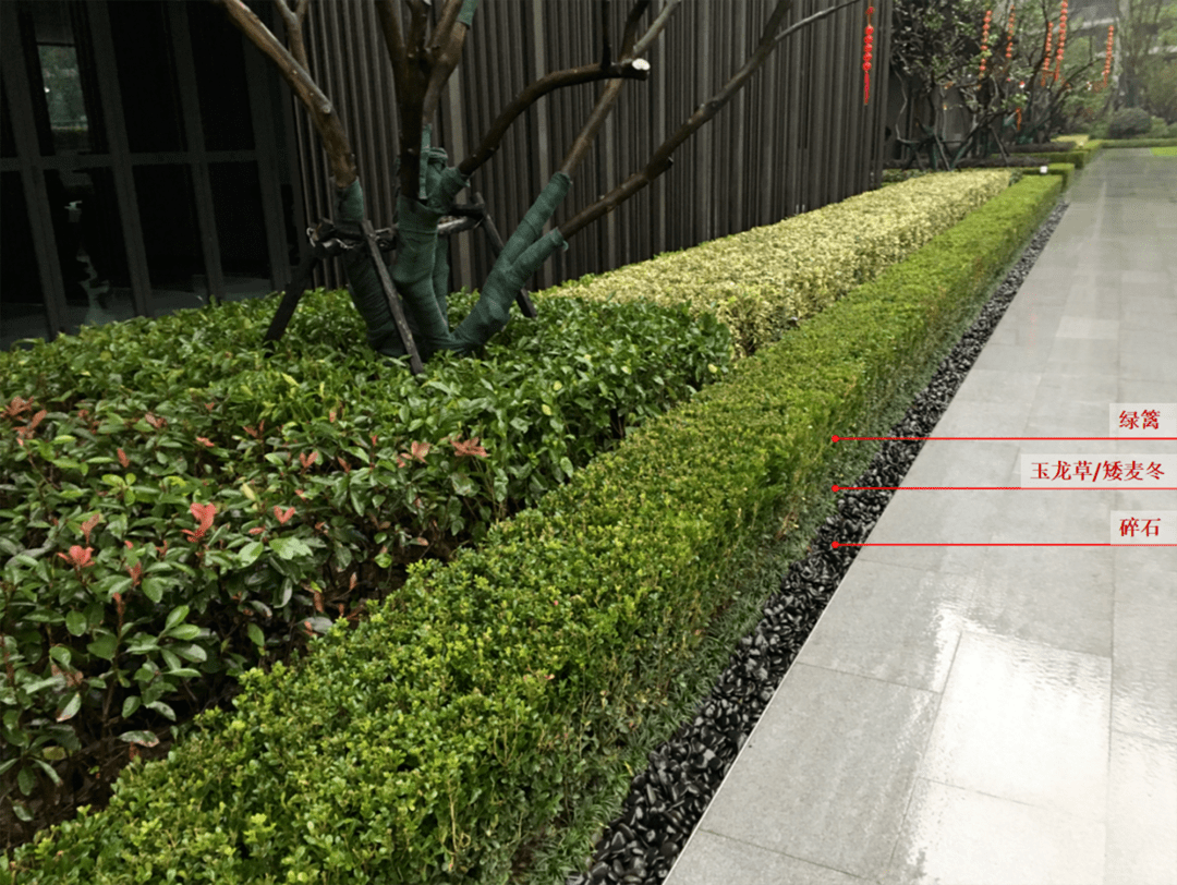 干货塞缝植物绿篱收边形式的归纳分享