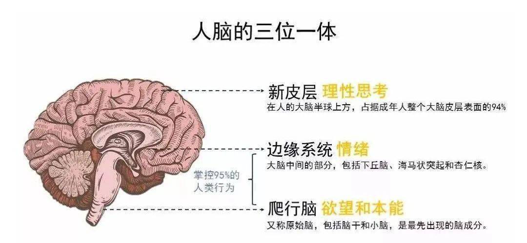 简单来说,就是人类的大脑由三重大脑组成,分别是——脑干,边缘系统和