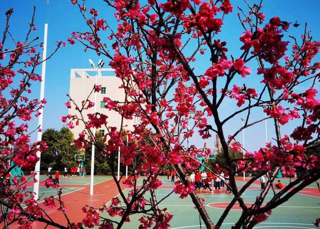 一周一景 美翻了 松山湖春季 校花 正在派送中 校园 学子 樱花