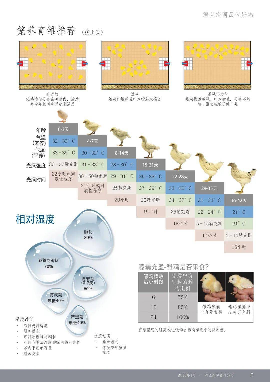 海兰灰蛋鸡产蛋率图片