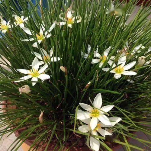 清雅的葱兰盆栽,轻松栽培,简单养护,任性繁殖!_台友_韭菜_土壤