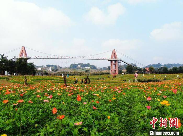 四川宜宾长宁300亩虞美人绽放_花海_张宝林_长宁县