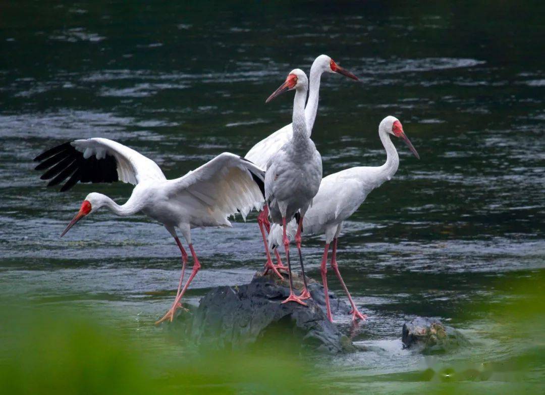 我市启动"十大珍禽异兽"网络评选活动