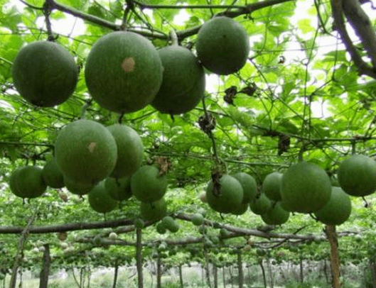 这树上的挂的果实叫瓜蒌,又叫药瓜,野瓜,吊瓜,野葫芦,然而真正的学名