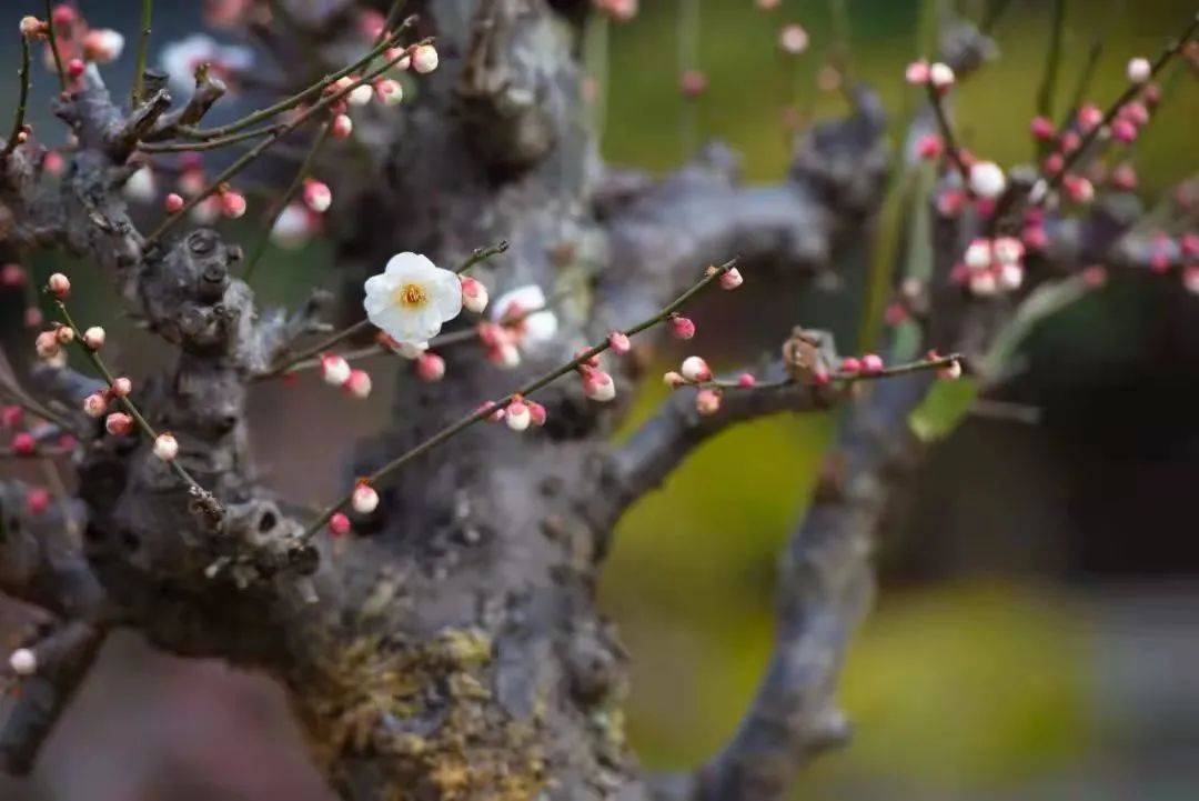 门票|梅花季上线！你要的古风红墙映梅高清图都在这里啦