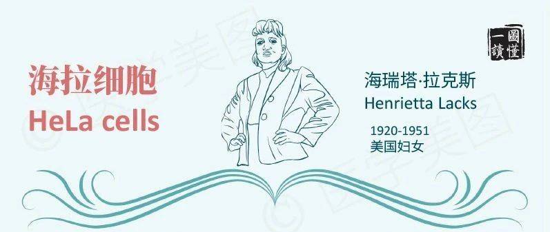 名称故事丨海拉细胞_研究_Gey_医学