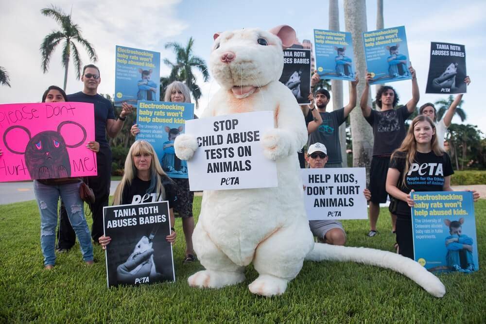 或者用无知觉实验材料替代活体动物,或者用低等动物代替高等动物