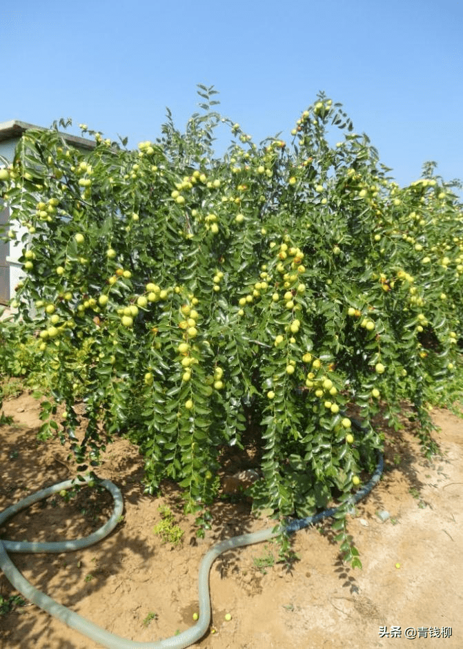 枣头和枣吊的区别图片图片