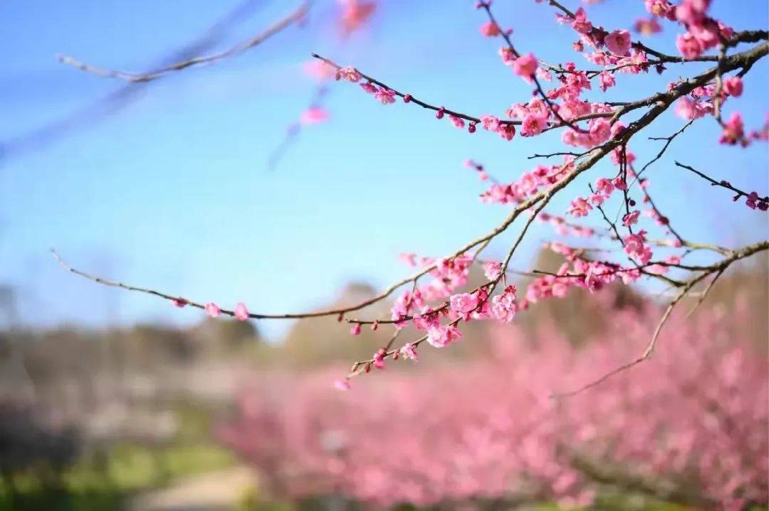 门票|梅花季上线！你要的古风红墙映梅高清图都在这里啦