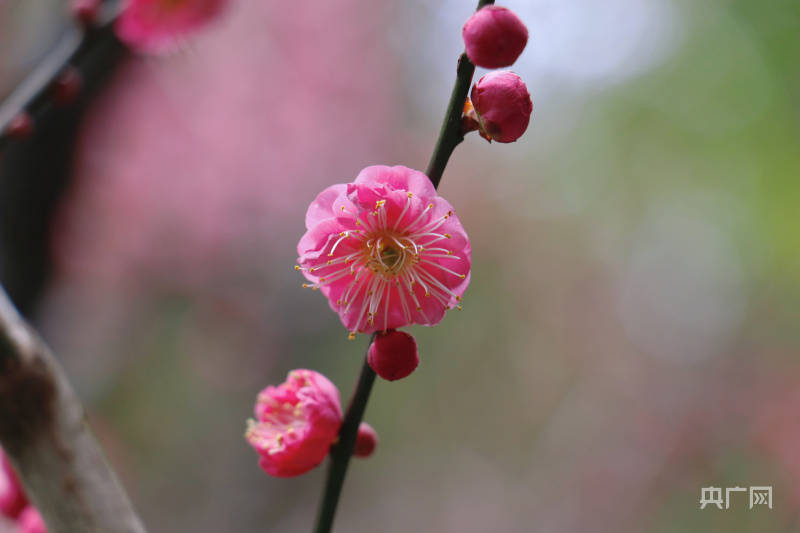 梅川|沪上寻花｜“梅”景正当时