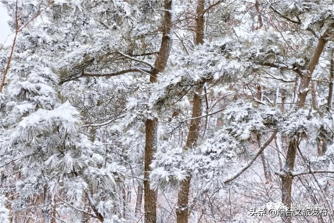 吴昆|雪落长岛 芳华刹那