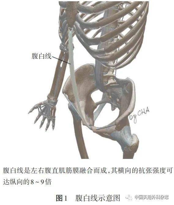 腹白线位置图图片