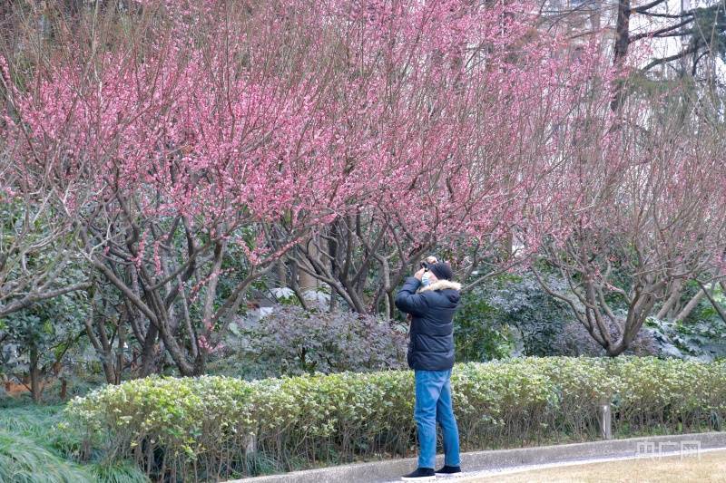 梅川|沪上寻花｜“梅”景正当时