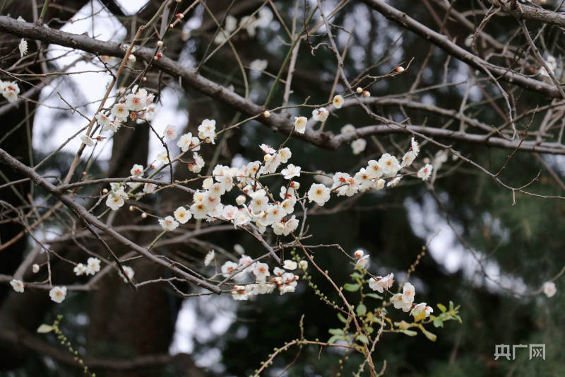 梅川|沪上寻花｜“梅”景正当时