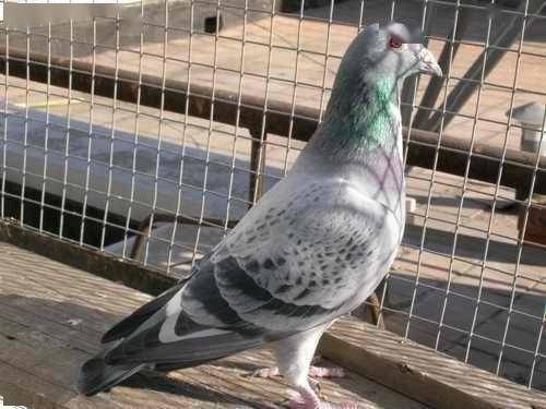 瓦灰鸽是不是更好