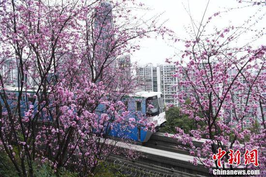列车|重庆春意盎然 列车穿行花海成美景
