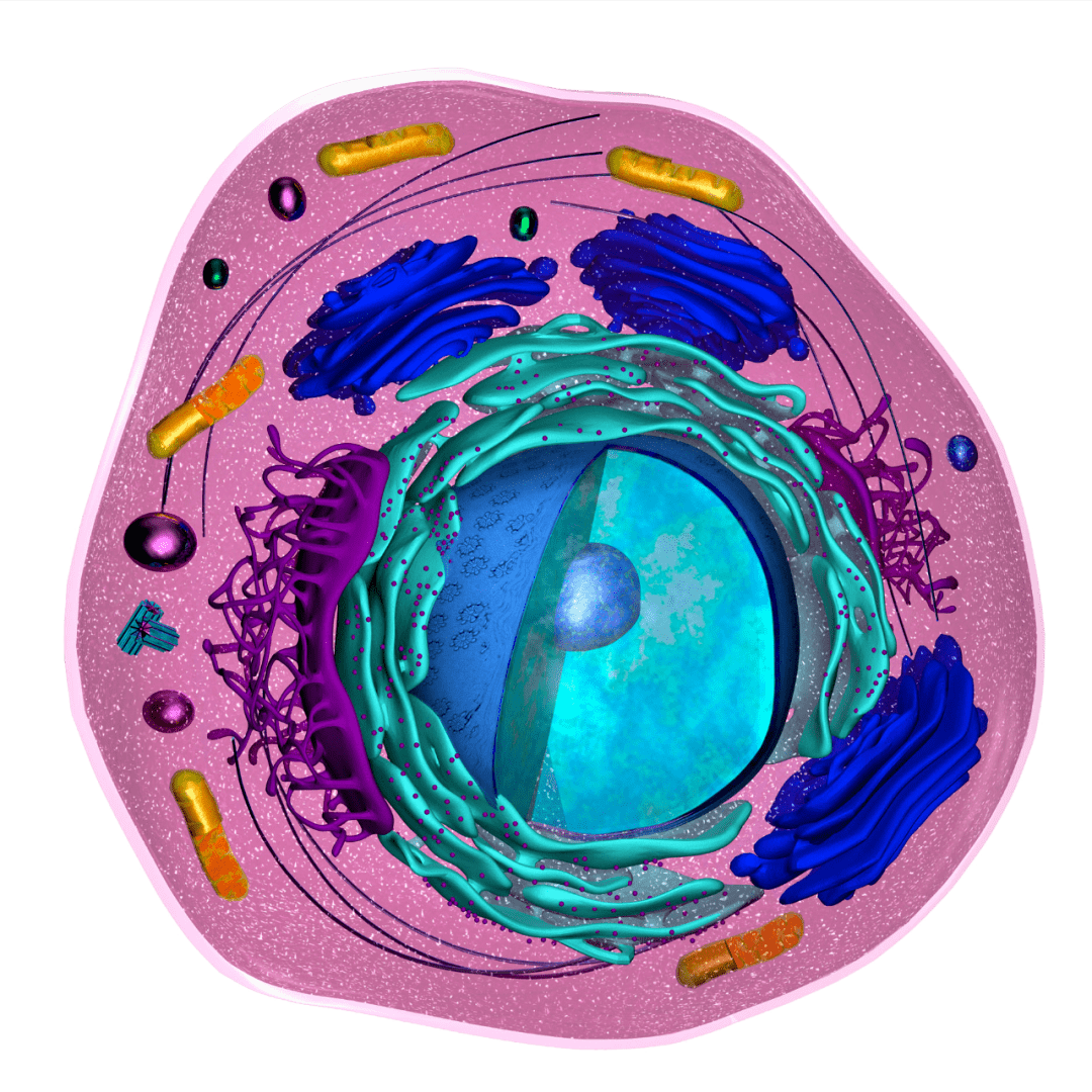 高中生物细胞的结构超清图