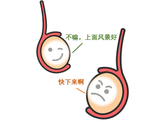 睾丸,常常被戏称为蛋蛋,是男孩子特有的性器官,每人2枚,蜗居在羞羞
