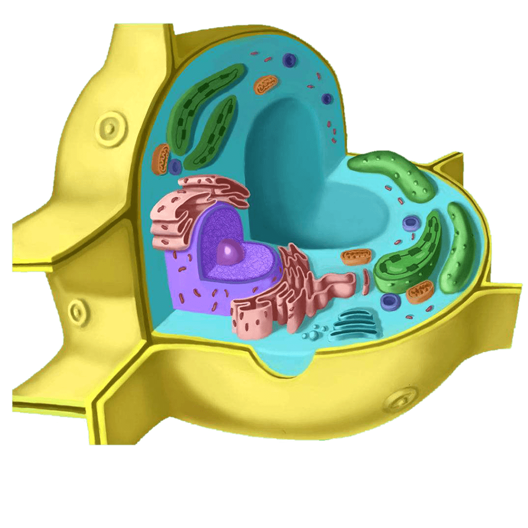 高中生物细胞的结构超清图