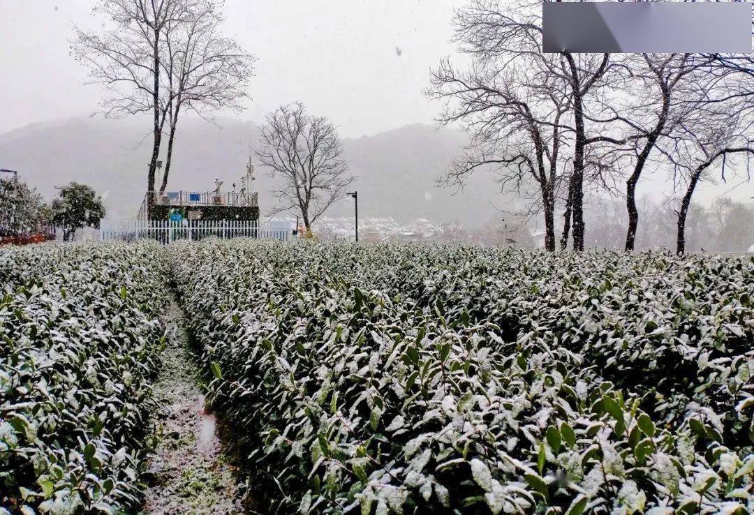 茶園低溫危害及應對措施_茶樹_凍害_氣溫